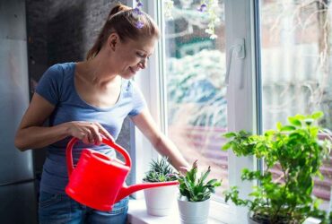 indoor plants